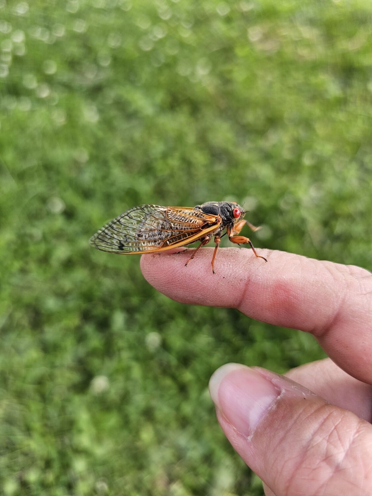 cicada5.jpg